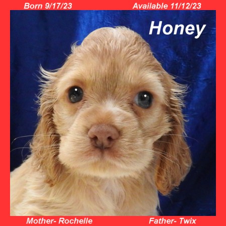 puppy, for, sale, Cocker Spaniel, Joe & Cherri  Overlease, dog, breeder, Miller, MO, dog-breeder, puppy-for-sale, forsale, nearby, find, puppyfind, locator, puppylocator, aca